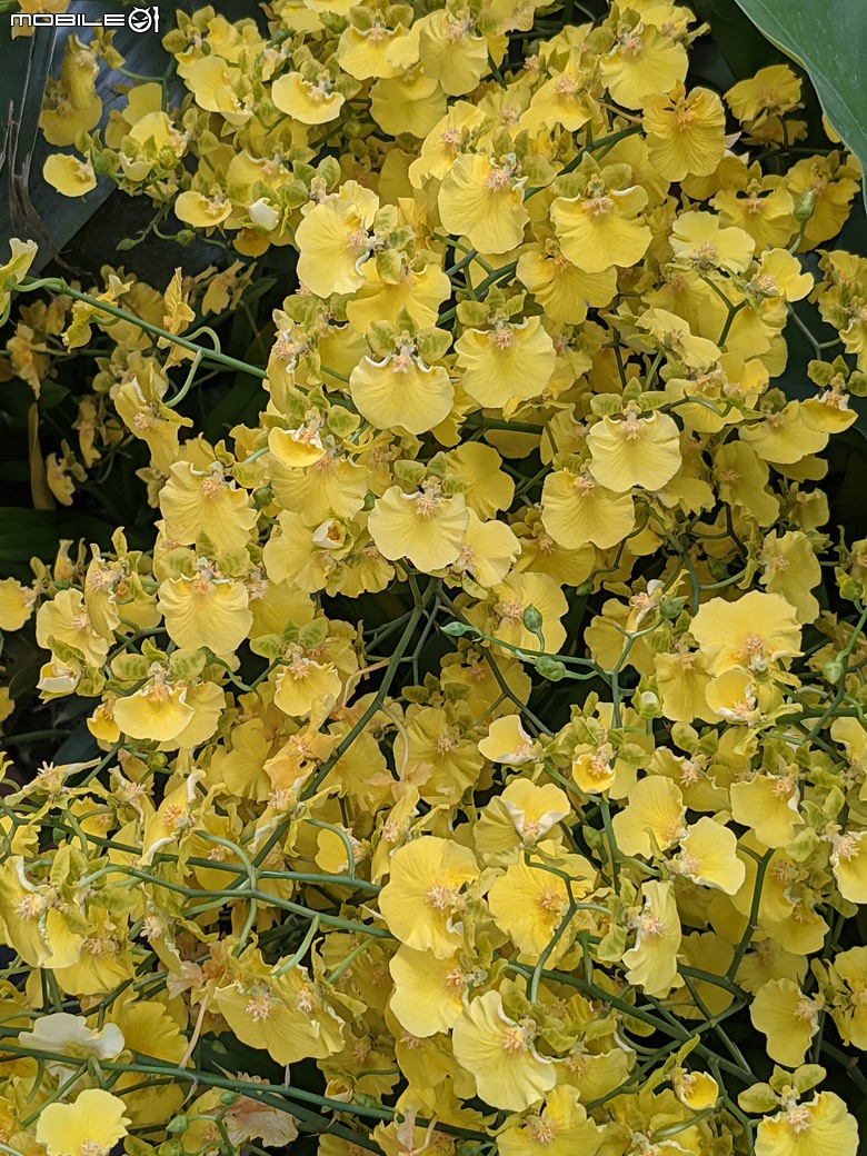 花在彰化 彰化縣溪州鄉中央路三段138號 02/01