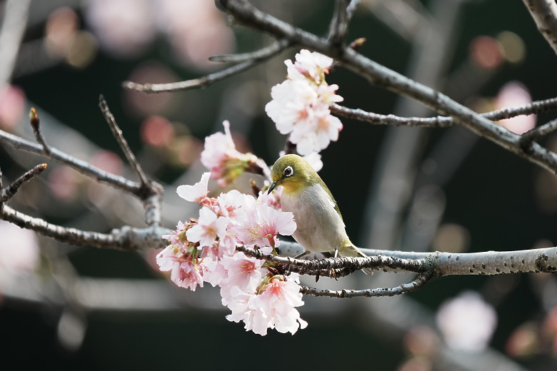 點我看大圖 Sony FE 400-800mm f/6.3-8 G OSS 評測報告|E-mount 首顆 800mm 砲降臨!