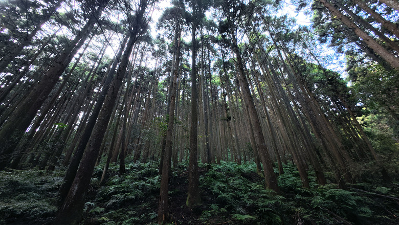 【鵝公髻山】林相絕美的新竹縣小百岳 | 山上人家農場第三登山口起登