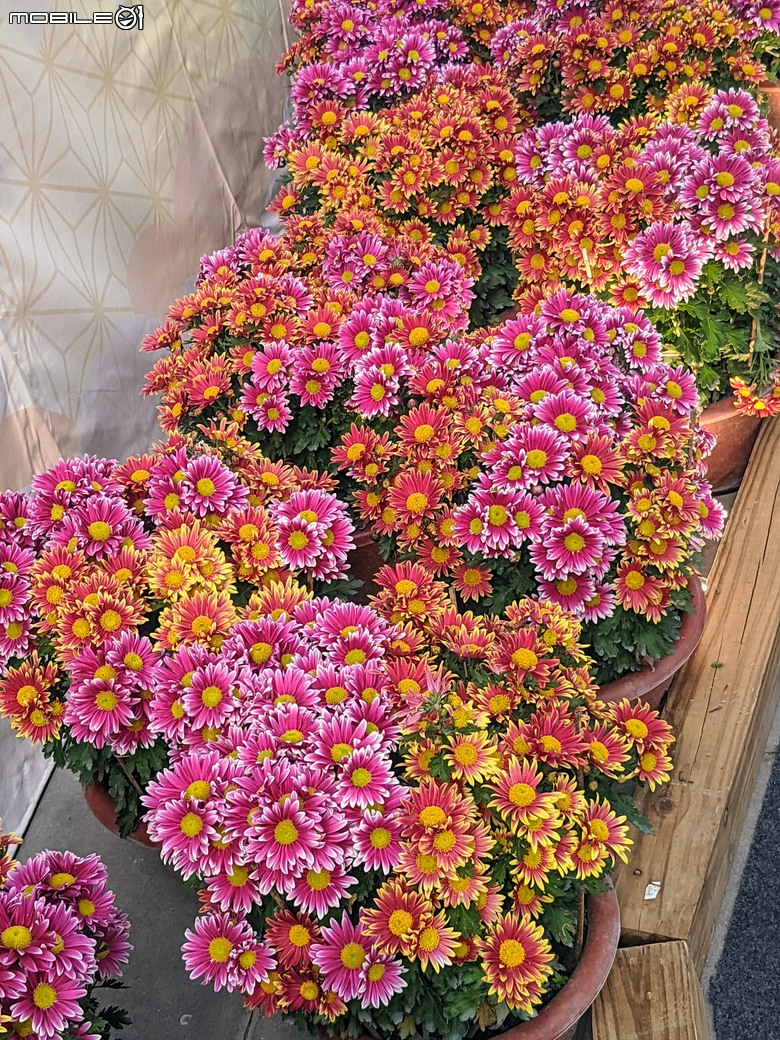 花在彰化 彰化縣溪州鄉中央路三段138號 02/01