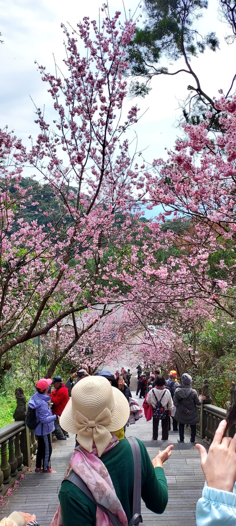 碧山巖花花之旅