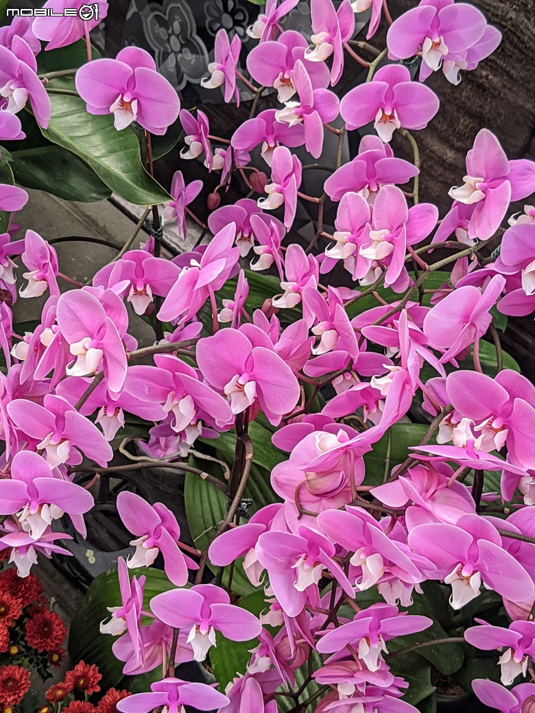 花在彰化 彰化縣溪州鄉中央路三段138號 02/01
