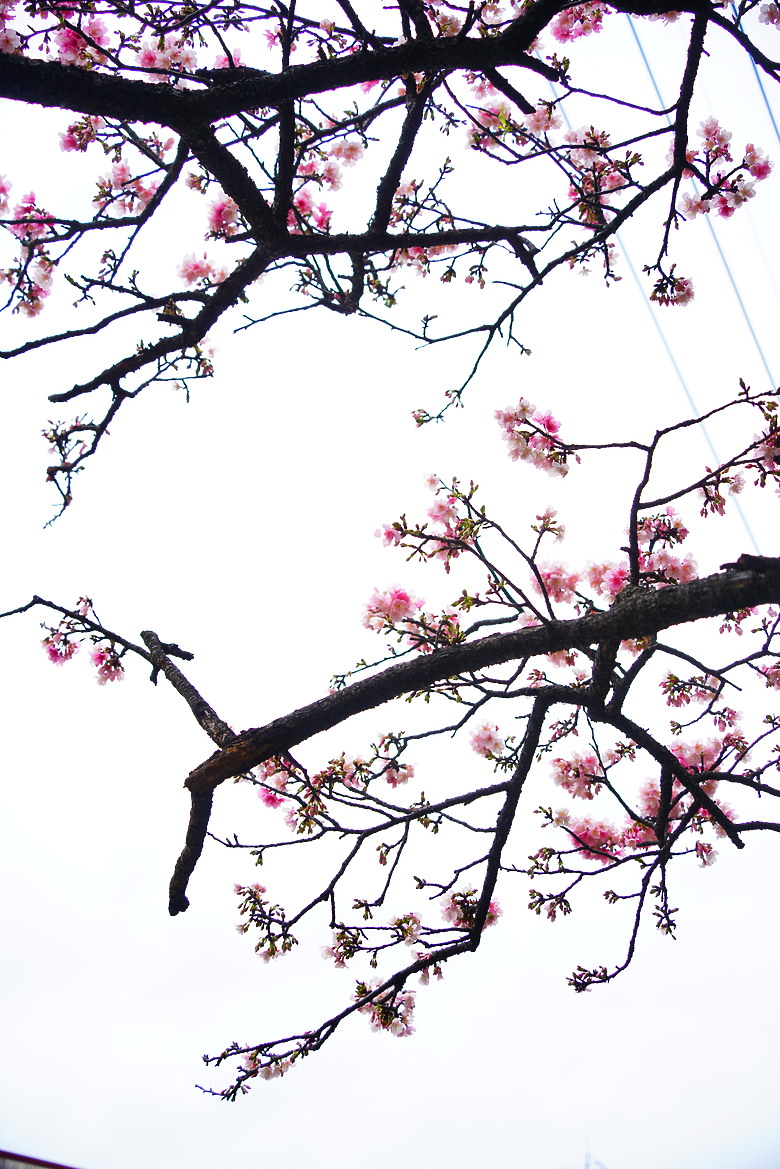 春夏秋冬，賞花兼試鏡。T28-200mm