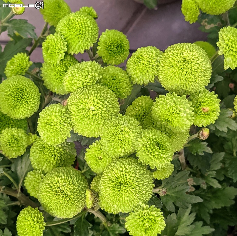 花在彰化 彰化縣溪州鄉中央路三段138號 02/01