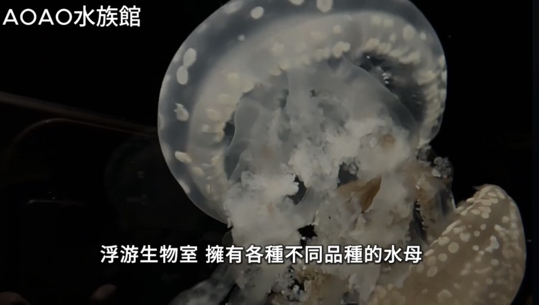 北海道札幌美食大爆發🔥 帝王蟹、湯咖哩、和牛海膽燒肉吃到爽!二條市場 x AOAO水族館 x 三角市場
