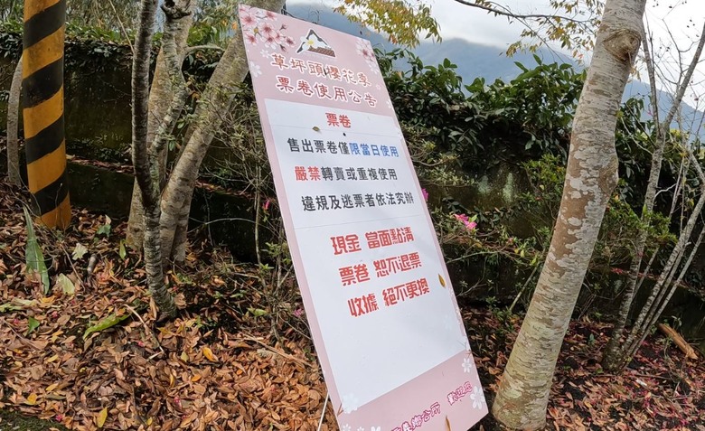 草坪頭賞櫻花賞李花,2月5日花況分享