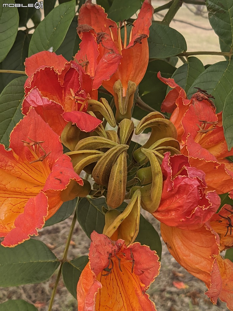 炮仗花+蔥花+煙火花+火焰木+蓖麻 台南市東區裕永路後甲公園 02/09