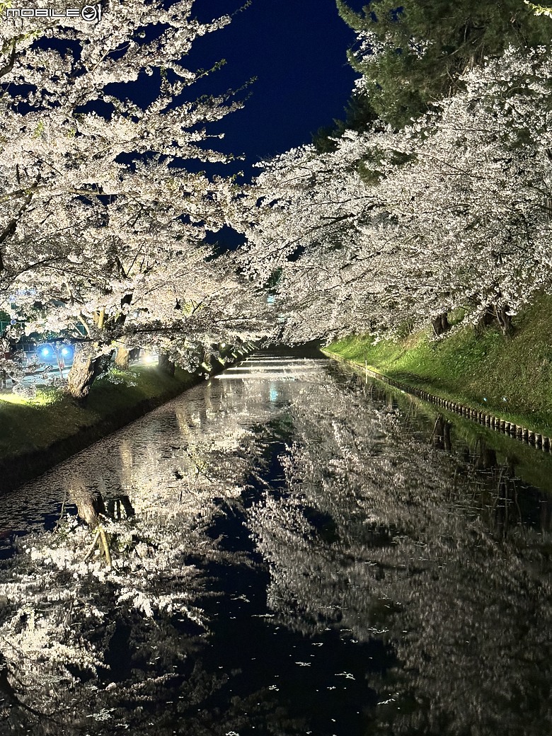 點我看大圖 2024四月底日本東北追櫻之旅
