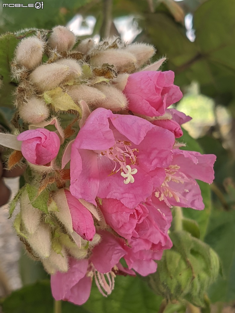 紅花風鈴木+非洲芙蓉 台南市仁德區仁德滯洪池 01/18
