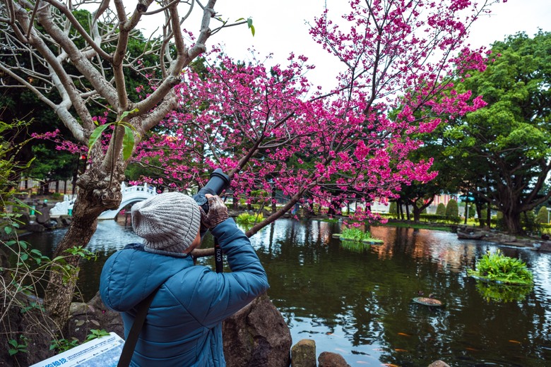 2025台北花季:櫻花步道、秘境景點推薦,追櫻攻略報你知!