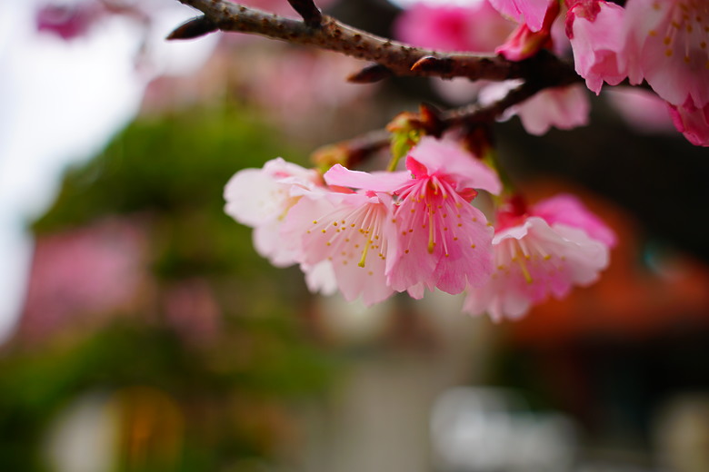 春夏秋冬，賞花兼試鏡。T28-200mm