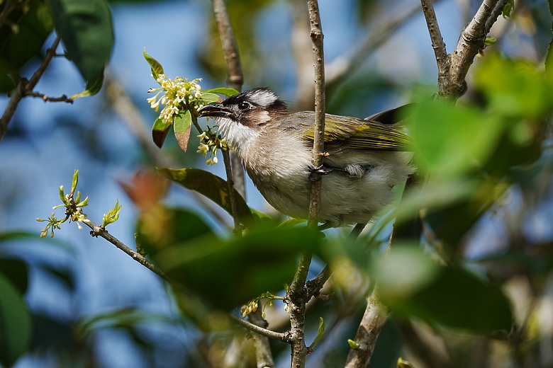 點我看大圖 Sony FE 400-800mm f/6.3-8 G OSS 評測報告|E-mount 首顆 800mm 砲降臨!