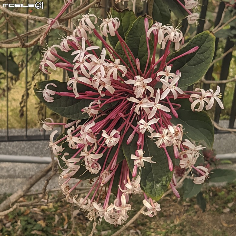 炮仗花+蔥花+煙火花+火焰木+蓖麻 台南市東區裕永路後甲公園 02/09