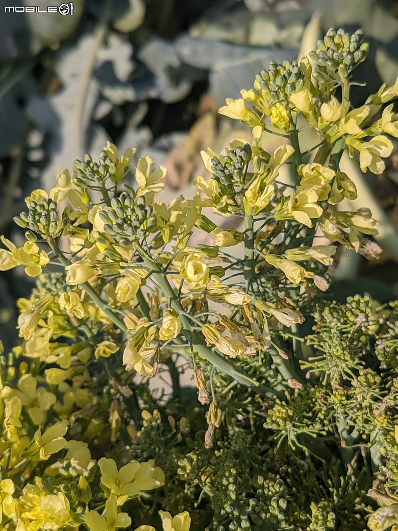 青花菜 台南市仁德區中生里中洲福德祠附近 02/16