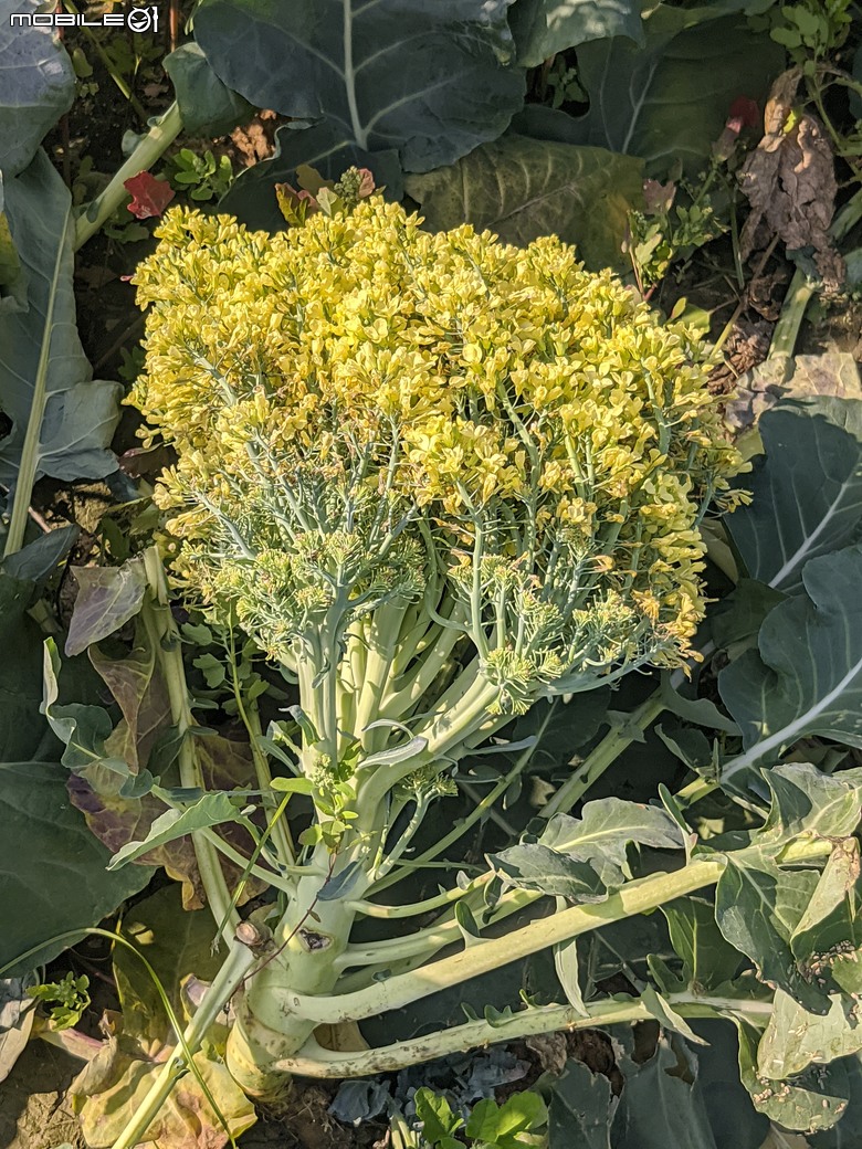 青花菜 台南市仁德區中生里中洲福德祠附近 02/16