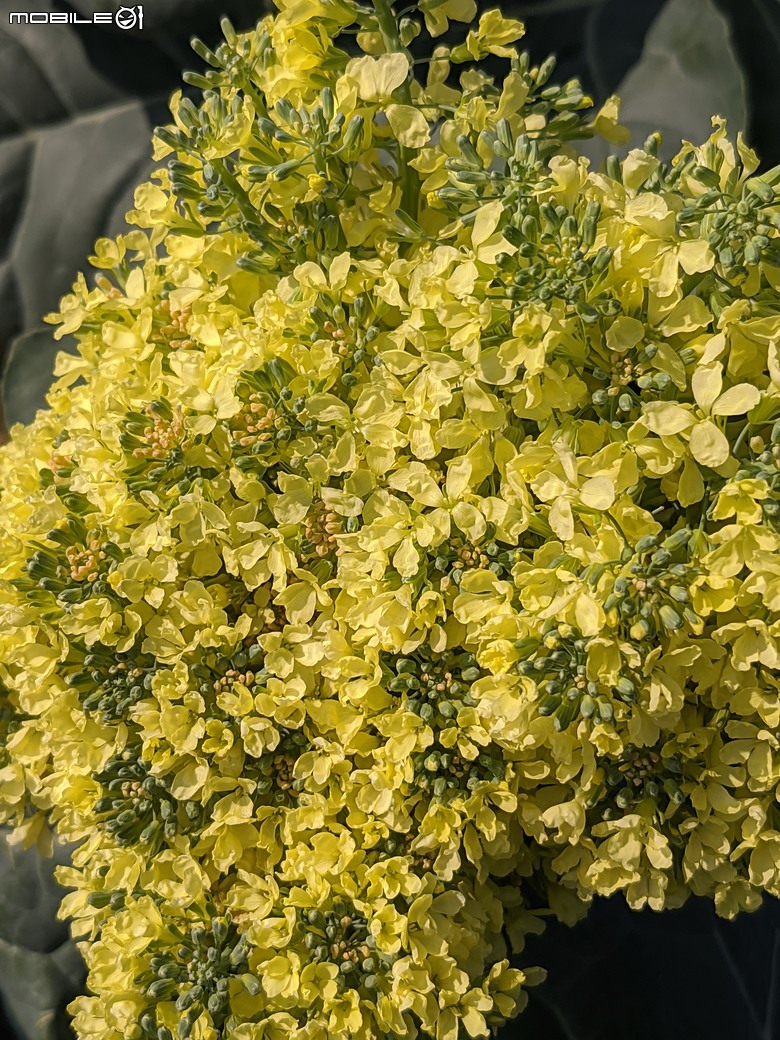 青花菜 台南市仁德區中生里中洲福德祠附近 02/16