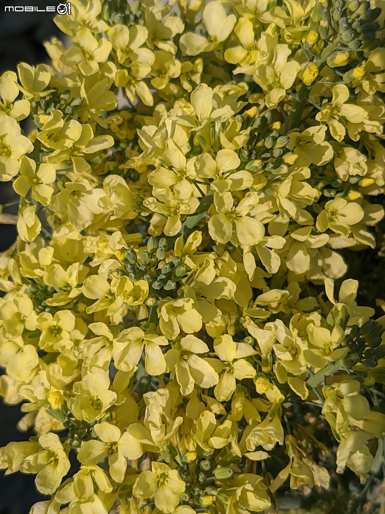 青花菜 台南市仁德區中生里中洲福德祠附近 02/16