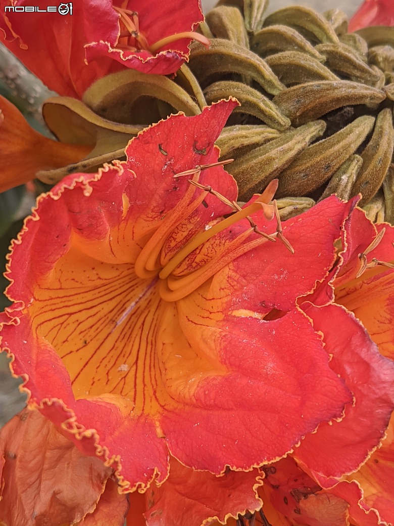 炮仗花+蔥花+煙火花+火焰木+蓖麻 台南市東區裕永路後甲公園 02/09