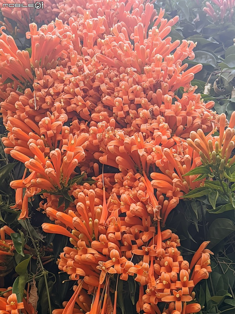 炮仗花+蔥花+煙火花+火焰木+蓖麻 台南市東區裕永路後甲公園 02/09