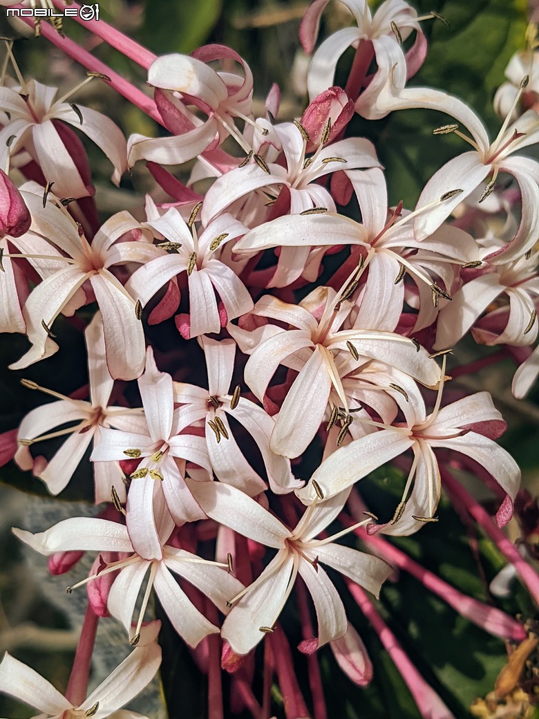 炮仗花+蔥花+煙火花+火焰木+蓖麻 台南市東區裕永路後甲公園 02/09