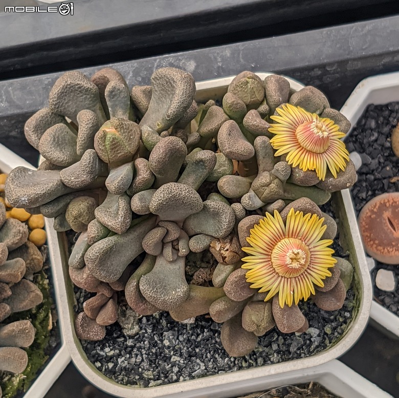多肉植物開花 台南市佳里區興化里綠樹園藝 02/22
