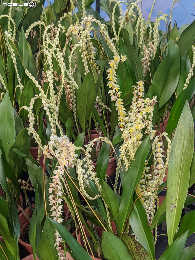 花在彰化 彰化縣溪州鄉中央路三段138號 02/01