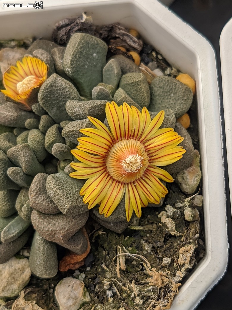 多肉植物開花 台南市佳里區興化里綠樹園藝 02/22