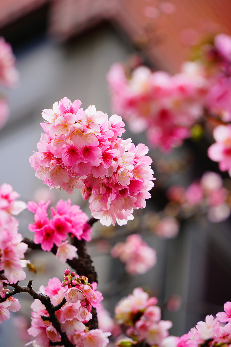 春夏秋冬，賞花兼試鏡。T28-200mm
