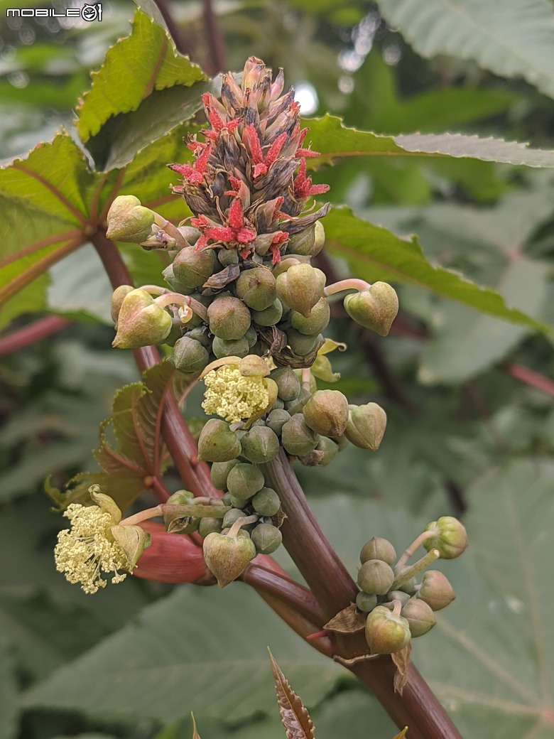炮仗花+蔥花+煙火花+火焰木+蓖麻 台南市東區裕永路後甲公園 02/09