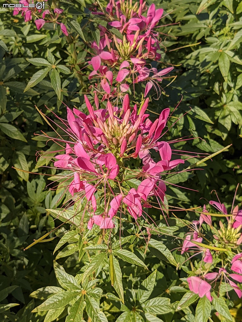花在彰化 彰化縣溪州鄉中央路三段138號 02/01