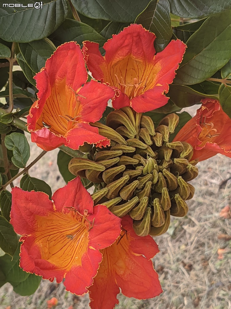 炮仗花+蔥花+煙火花+火焰木+蓖麻 台南市東區裕永路後甲公園 02/09