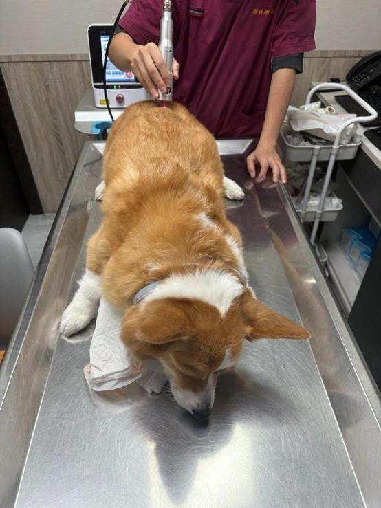毛小孩關節保健～安適得食用分享