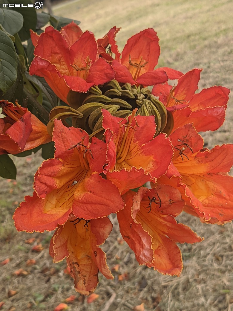 炮仗花+蔥花+煙火花+火焰木+蓖麻 台南市東區裕永路後甲公園 02/09
