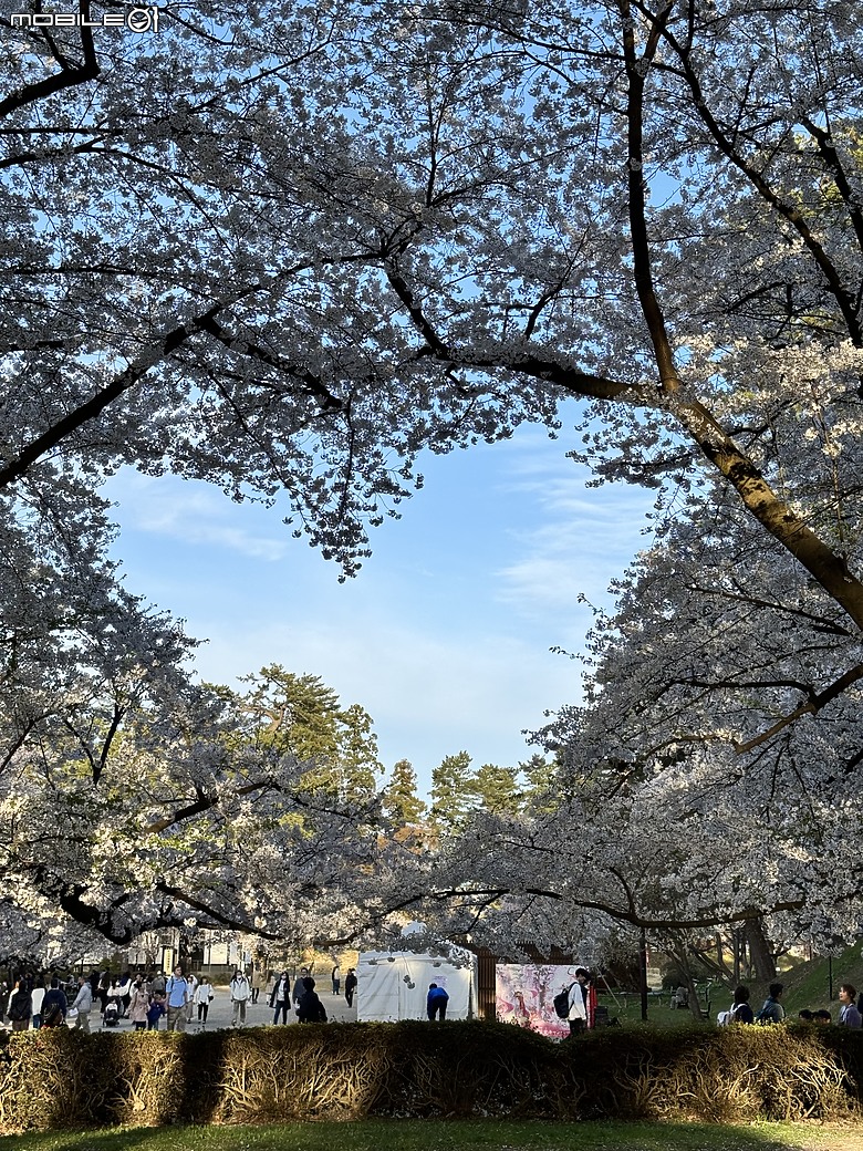 點我看大圖 2024四月底日本東北追櫻之旅