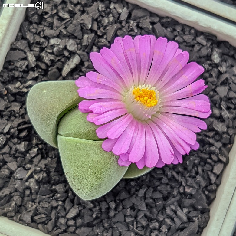 多肉植物開花 台南市佳里區興化里綠樹園藝 02/22