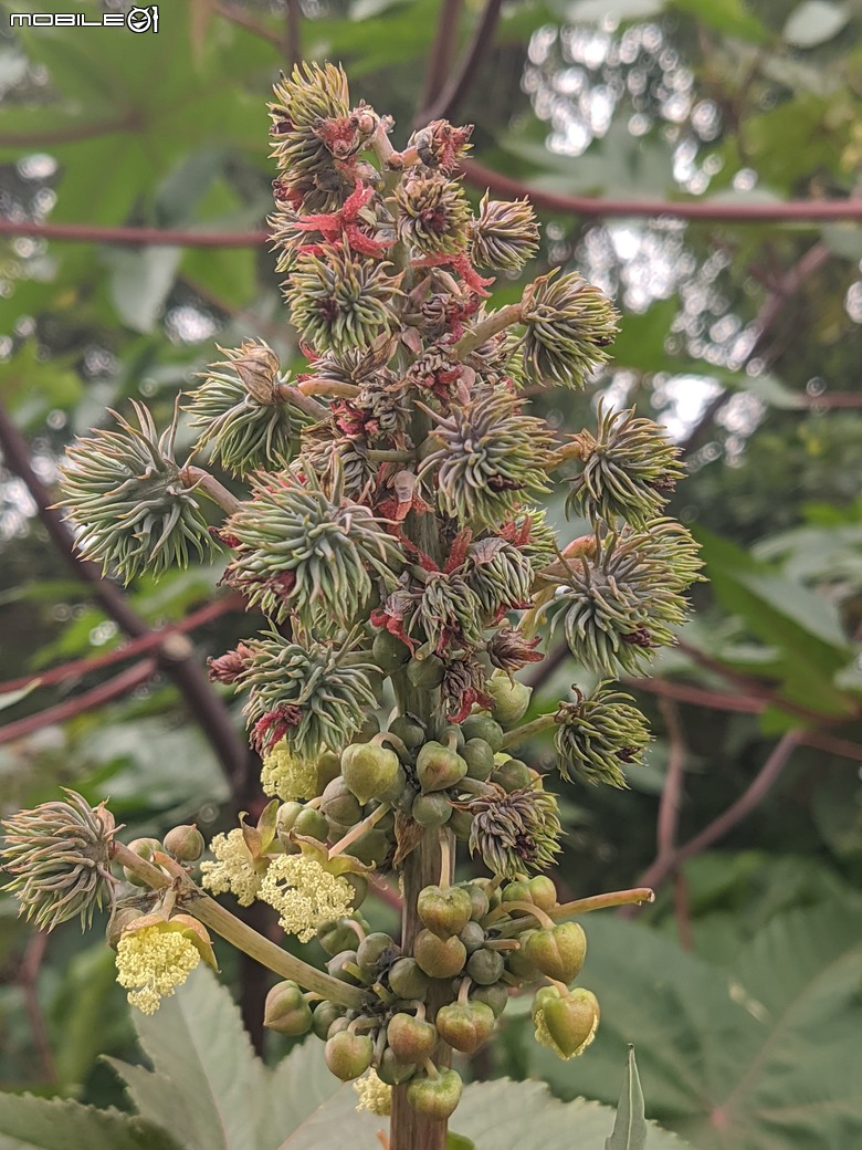 炮仗花+蔥花+煙火花+火焰木+蓖麻 台南市東區裕永路後甲公園 02/09