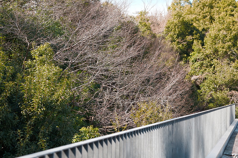 點我看大圖 Sigma 新一代全幅無反「BF」登場,同場加映 16-300mm f/3.5-6.7 旅遊神鏡及 300-600mm f/4 全幅巨砲!
