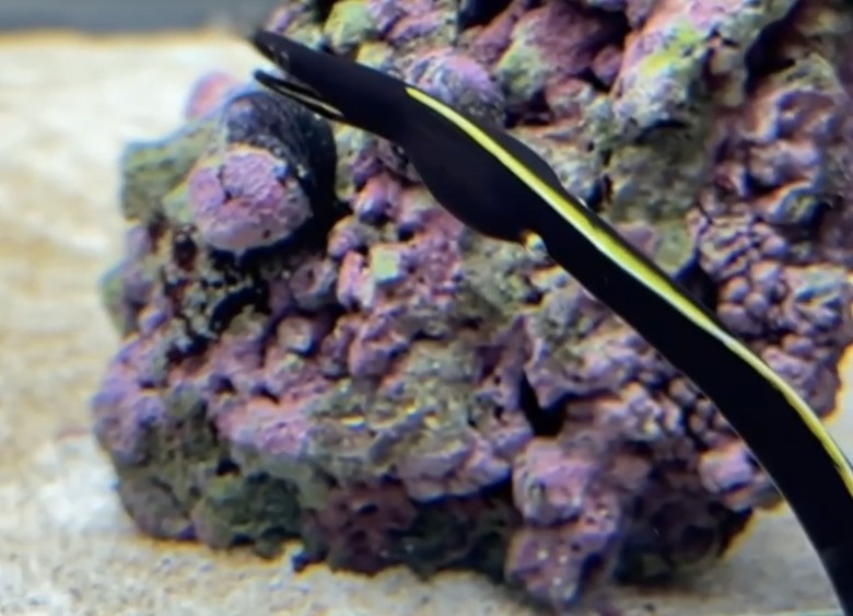 北海道札幌美食大爆發🔥 帝王蟹、湯咖哩、和牛海膽燒肉吃到爽!二條市場 x AOAO水族館 x 三角市場
