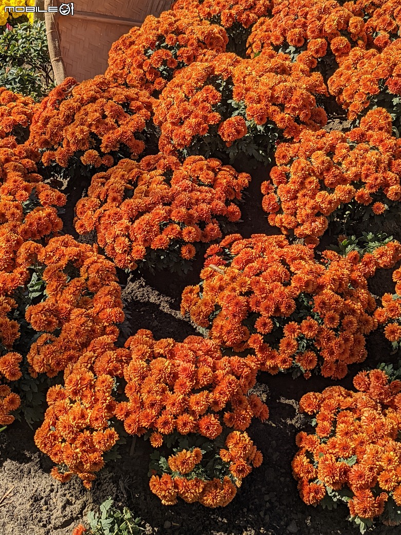 花在彰化 彰化縣溪州鄉中央路三段138號 02/01