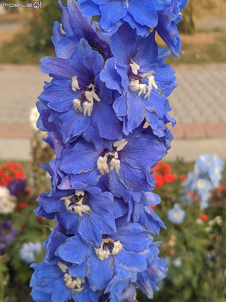 花在彰化 彰化縣溪州鄉中央路三段138號 02/01