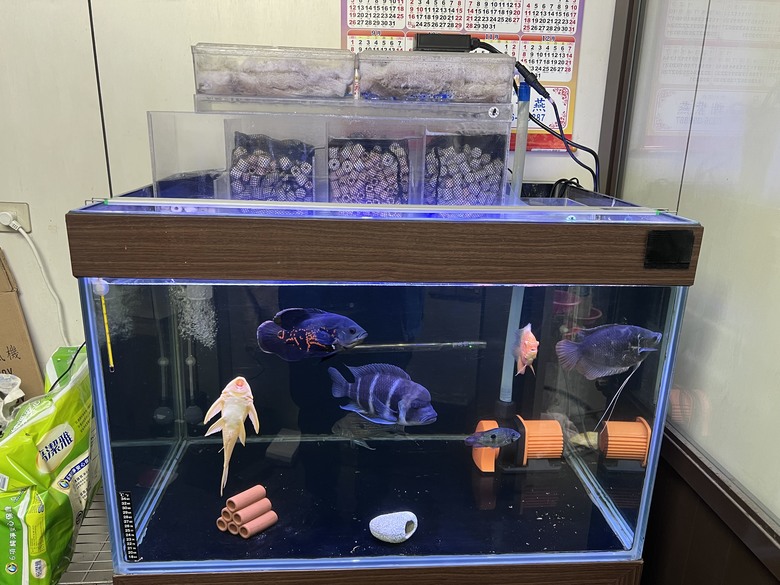 魚缸真的一次到位才好