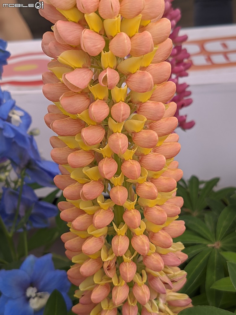 花在彰化 彰化縣溪州鄉中央路三段138號 02/01