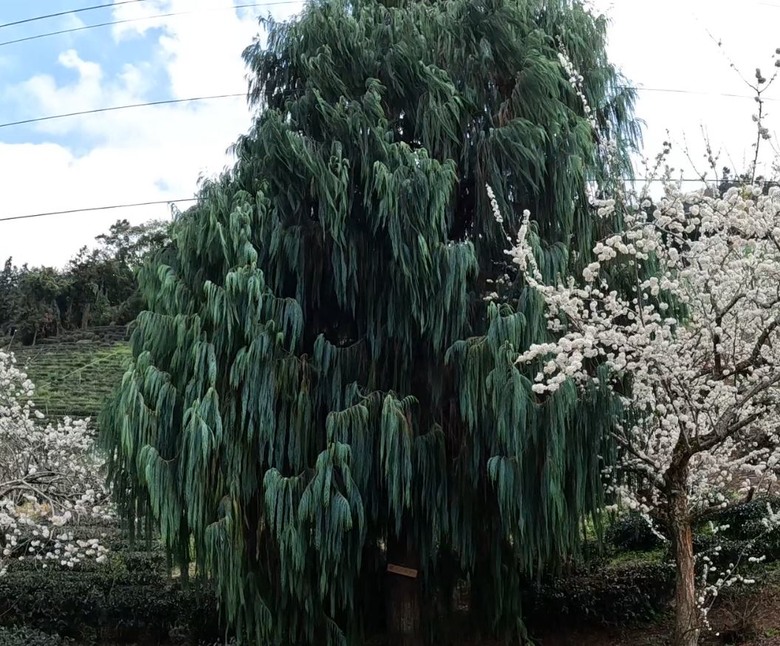 草坪頭賞櫻花賞李花,2月5日花況分享