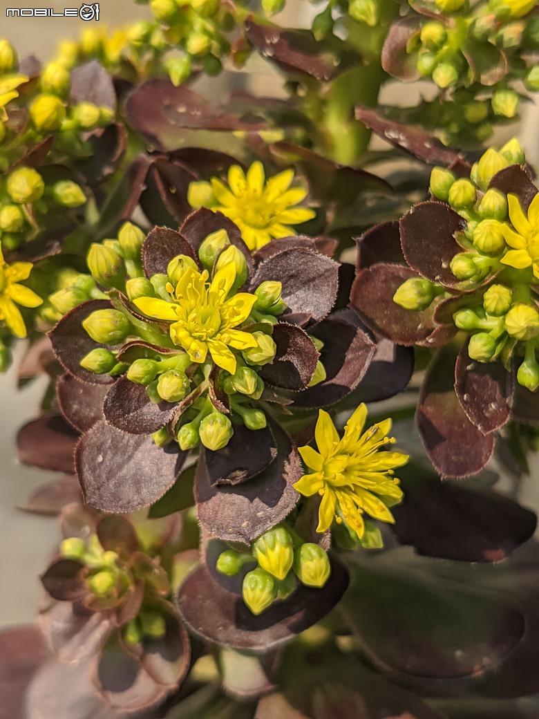 多肉植物開花 台南市佳里區興化里綠樹園藝 02/22