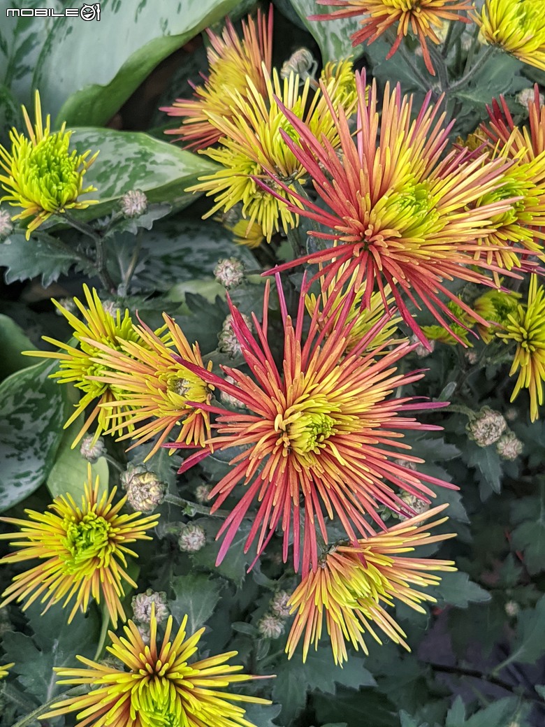 花在彰化 彰化縣溪州鄉中央路三段138號 02/01