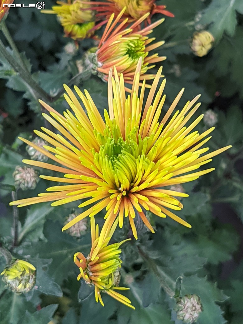 花在彰化 彰化縣溪州鄉中央路三段138號 02/01