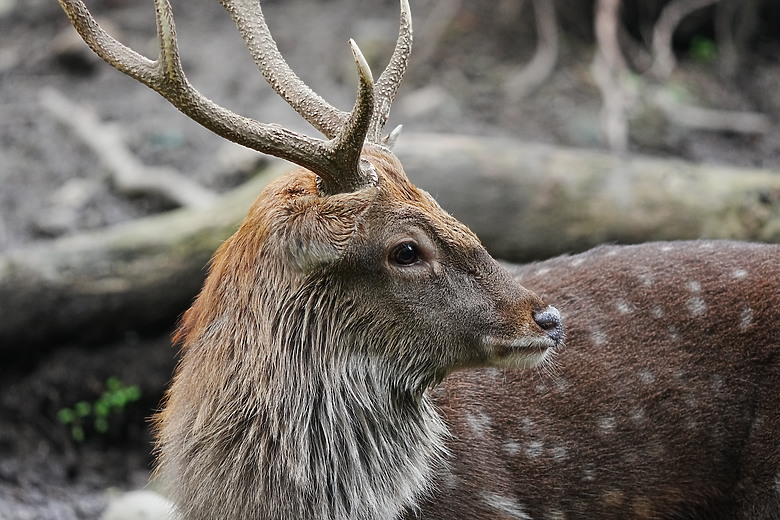 點我看大圖 Sony FE 400-800mm f/6.3-8 G OSS 評測報告|E-mount 首顆 800mm 砲降臨!