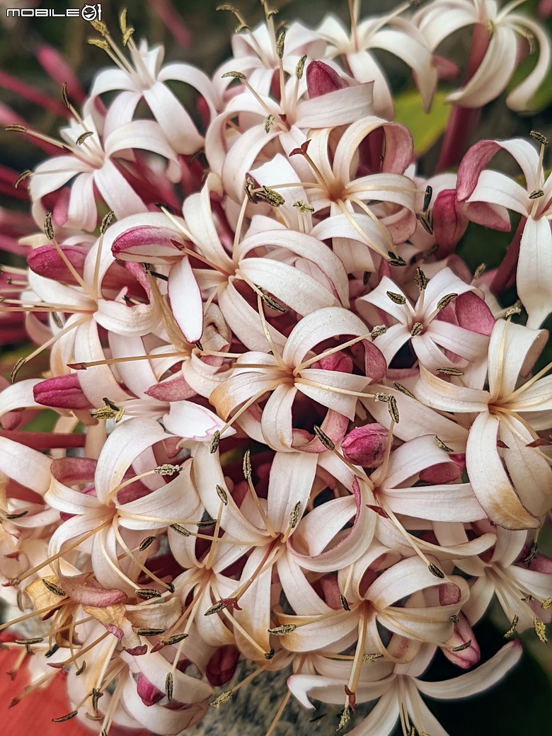 炮仗花+蔥花+煙火花+火焰木+蓖麻 台南市東區裕永路後甲公園 02/09