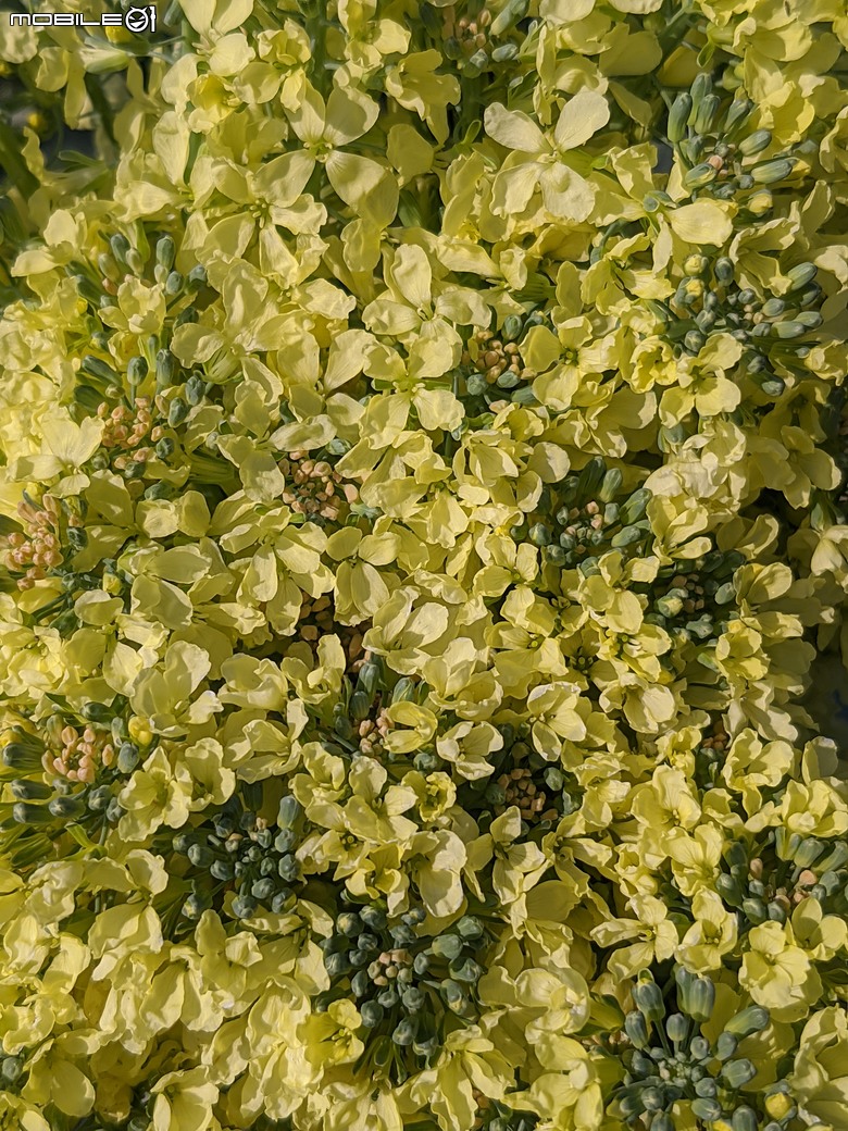 青花菜 台南市仁德區中生里中洲福德祠附近 02/16