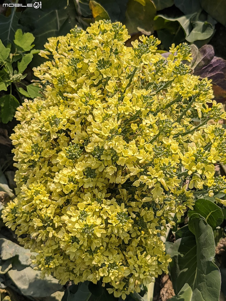 青花菜 台南市仁德區中生里中洲福德祠附近 02/16